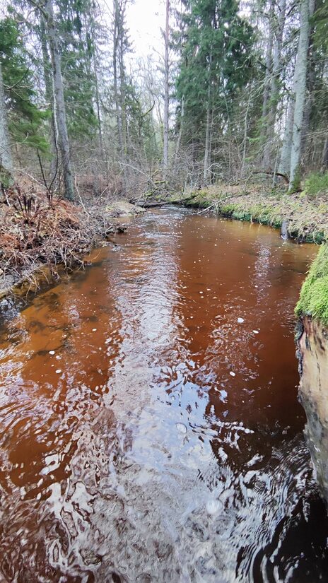 Mother’s Day Hike – Discover the Magic of Kaberla Stream