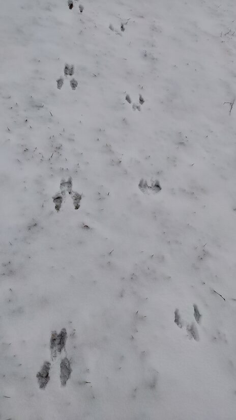 Ulukitarkuse matk metsa koos loodusgiidiga