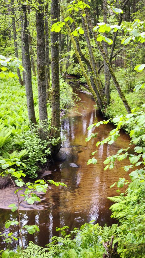Looduskaitsekuu , 31. mai matk, Kaberla oja võlud – matk looduse südamesse