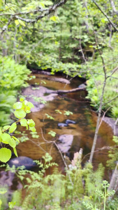 Lahemaapäev, kaitsealade päev, 24. mai matk, Kaberla oja võlud – matk looduse südamesse