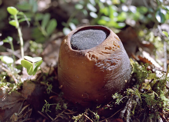 „PUHTA VEE TEEMAPARK“ PARKIMINE (pääs territooriumile).