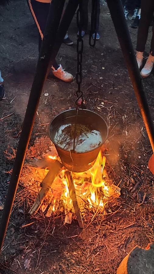 Cooking over a campfire with wild plants found in the forest